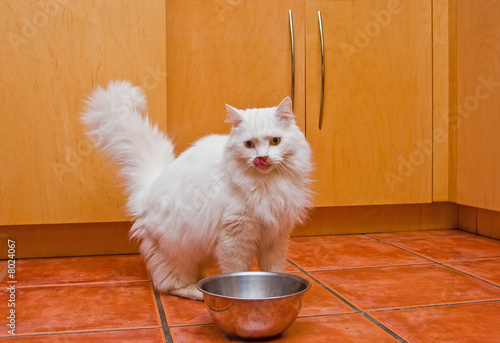 Obraz na plátně White cat eating