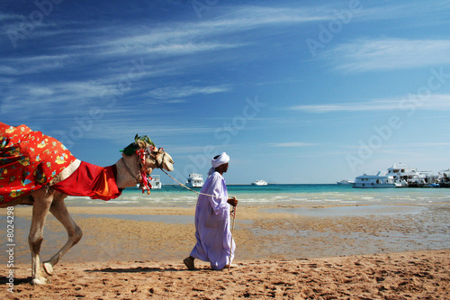 Traveller man with camel, travel in Egypt