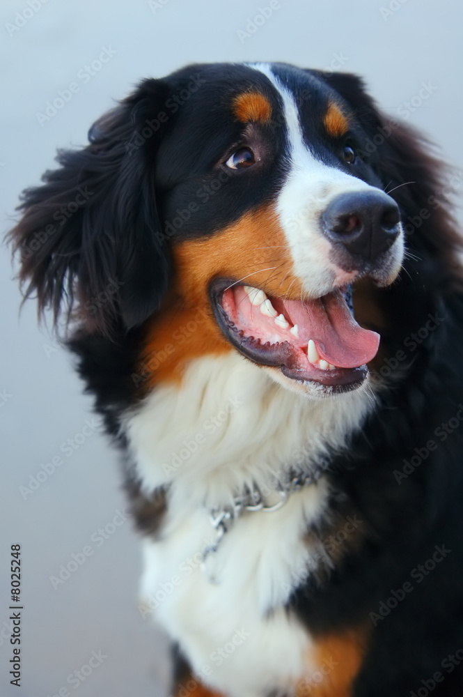 Beautiful dog portrait