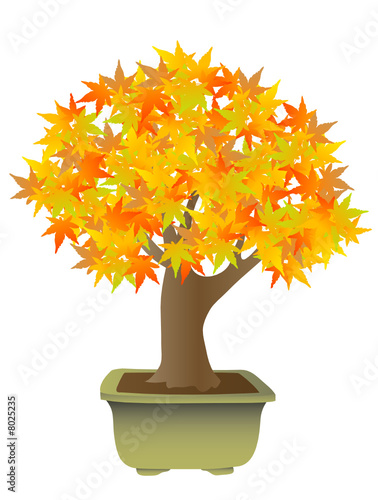 Bonsai