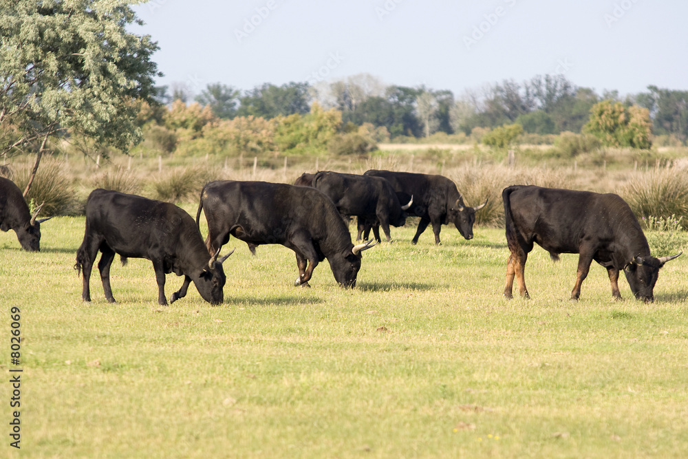 Fototapeta premium taureau de camargue