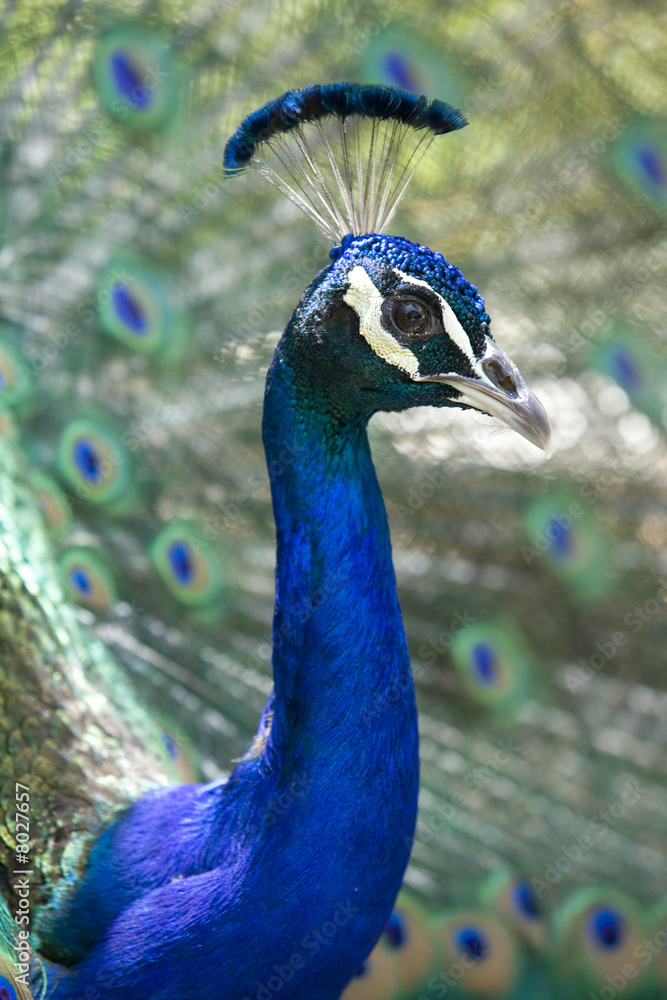 Fototapeta premium Peacock Presenting 11