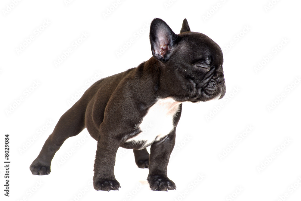 bouledogue