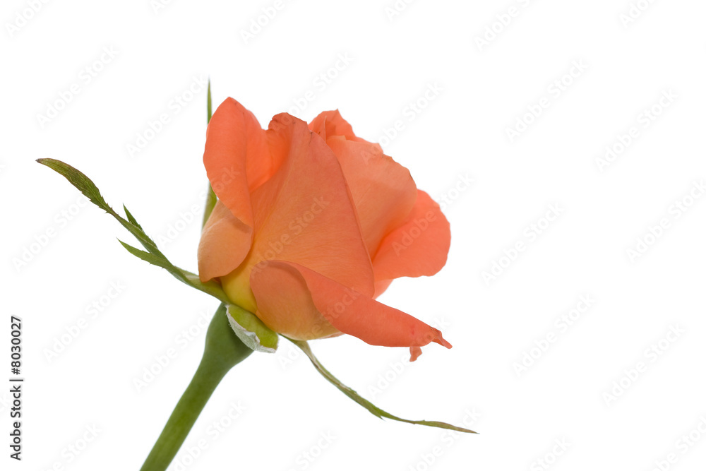 orange rose - isolated on white - copy space at right side orange rose - isolated on white - copy space at right side