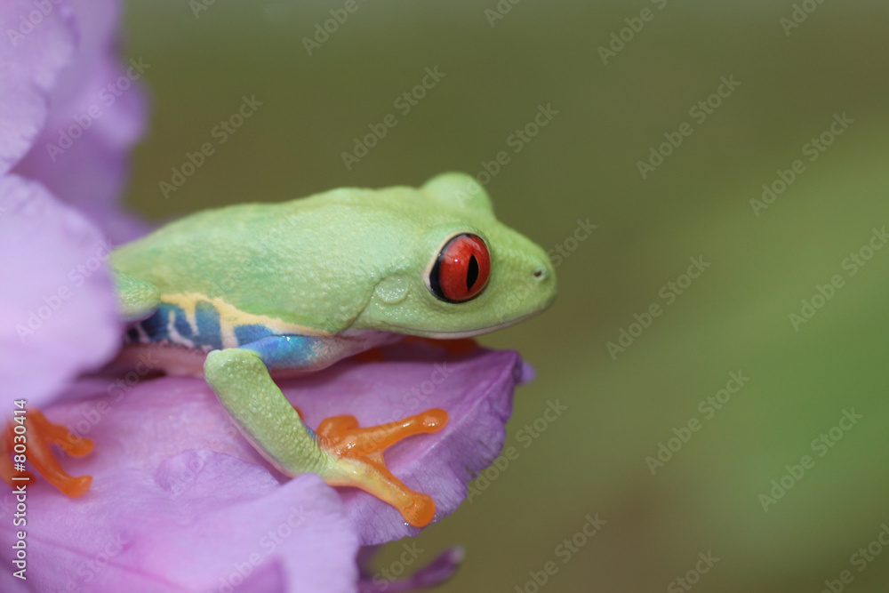 Obraz premium Red Eyed Tree Frog