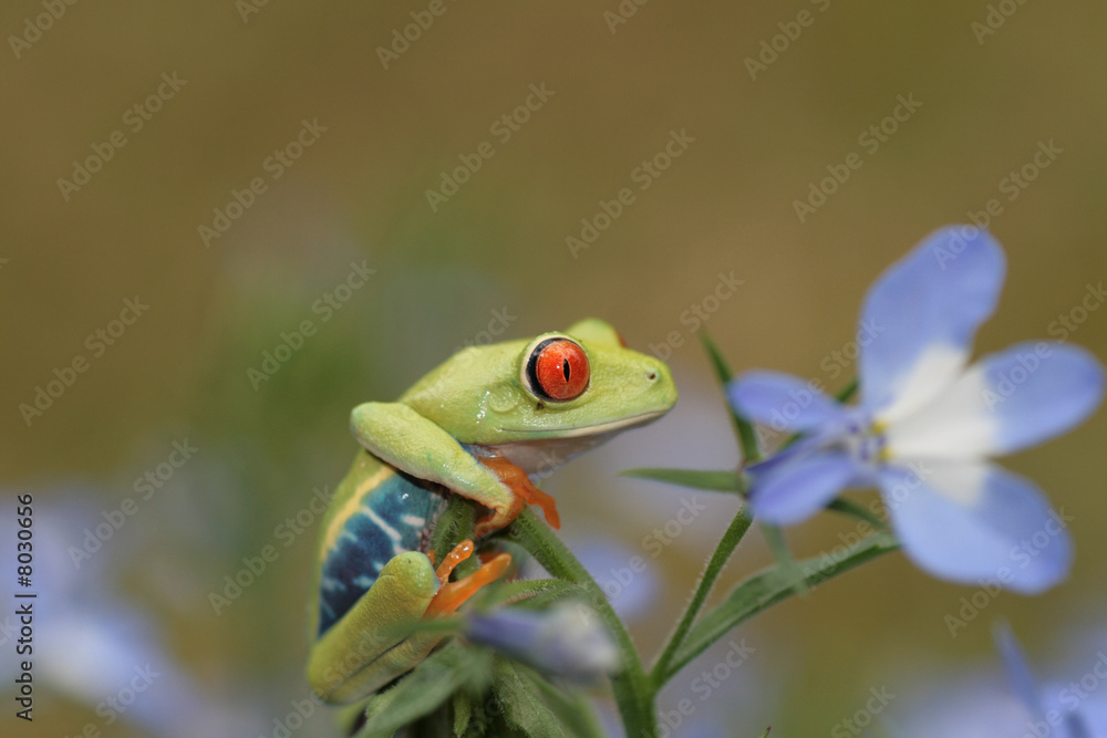 Naklejka premium Red Eyed Tree Frog