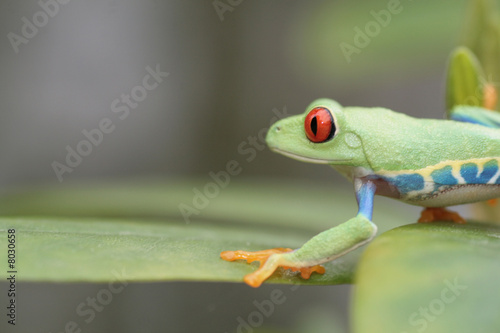 Red Eyed Tree Frog © Taboga