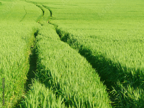 Champ de blé vert