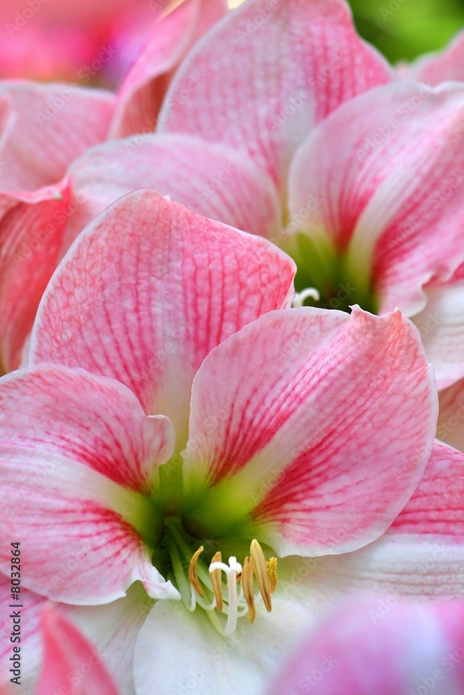 Pink Colored Lillies