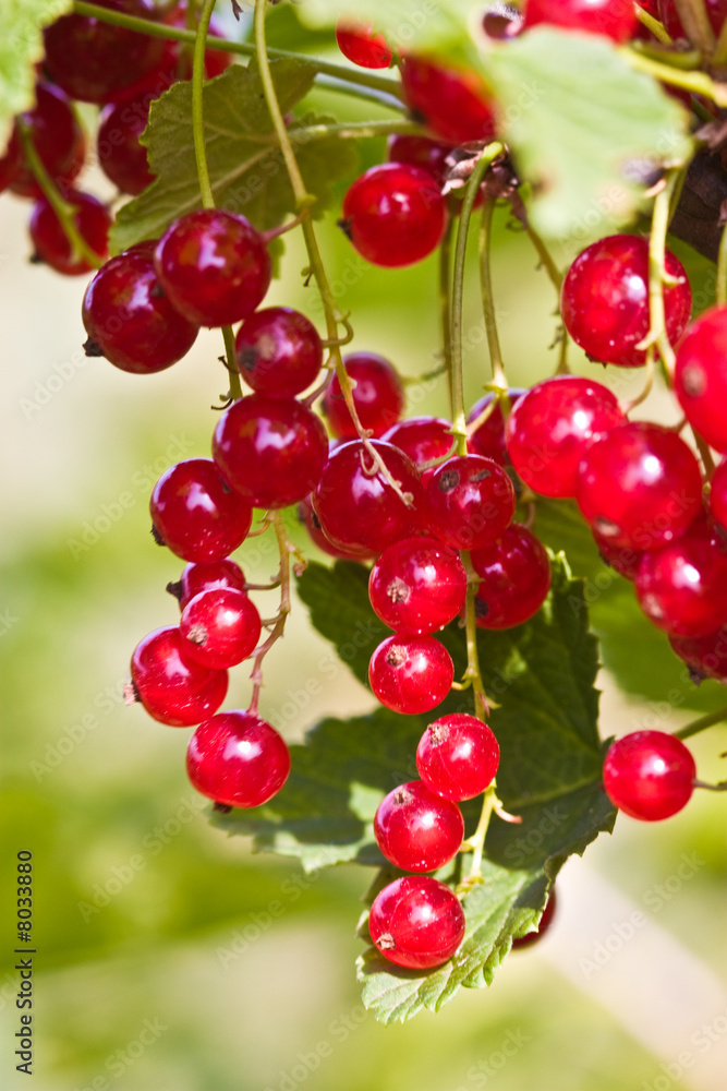 red currant