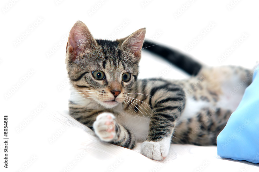 Cat playing Cat playing