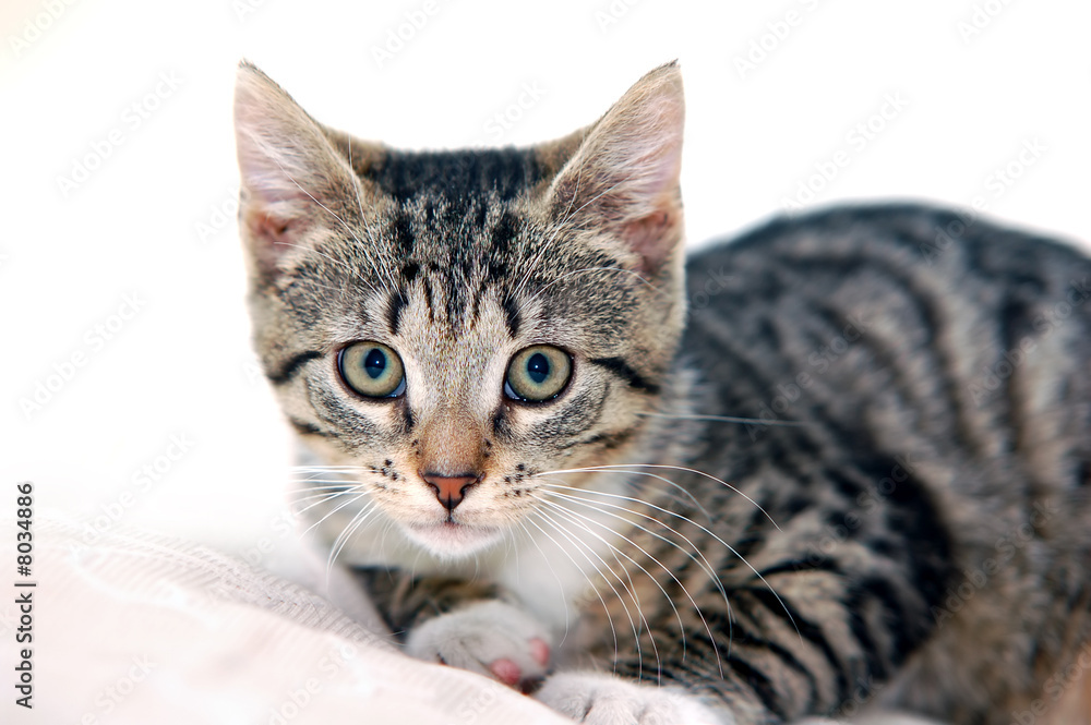 Cat playing Cat playing