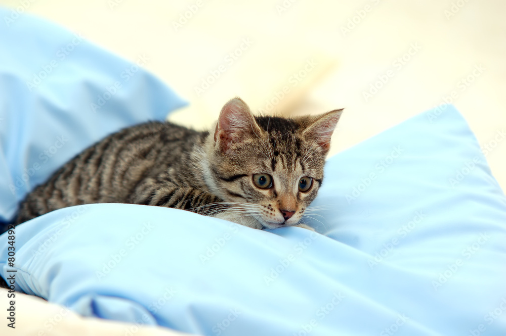 Cat playing Cat playing