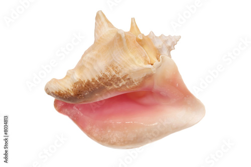 Conch shell isolated on white