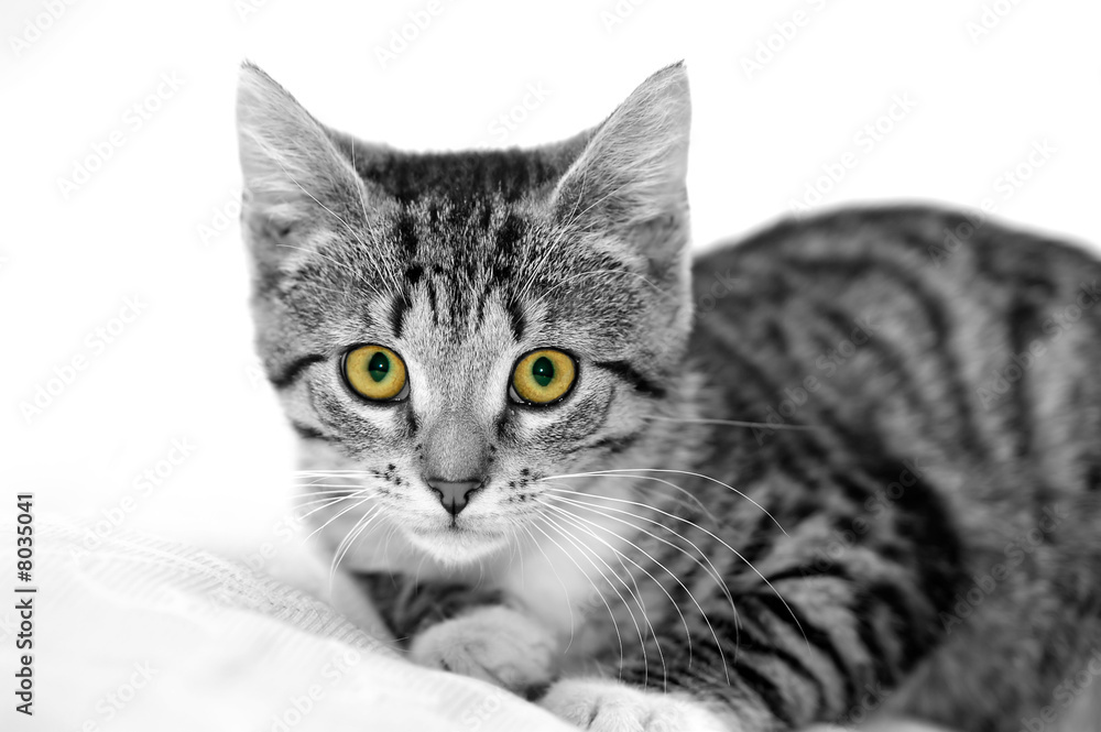 Fototapeta premium Cat playing