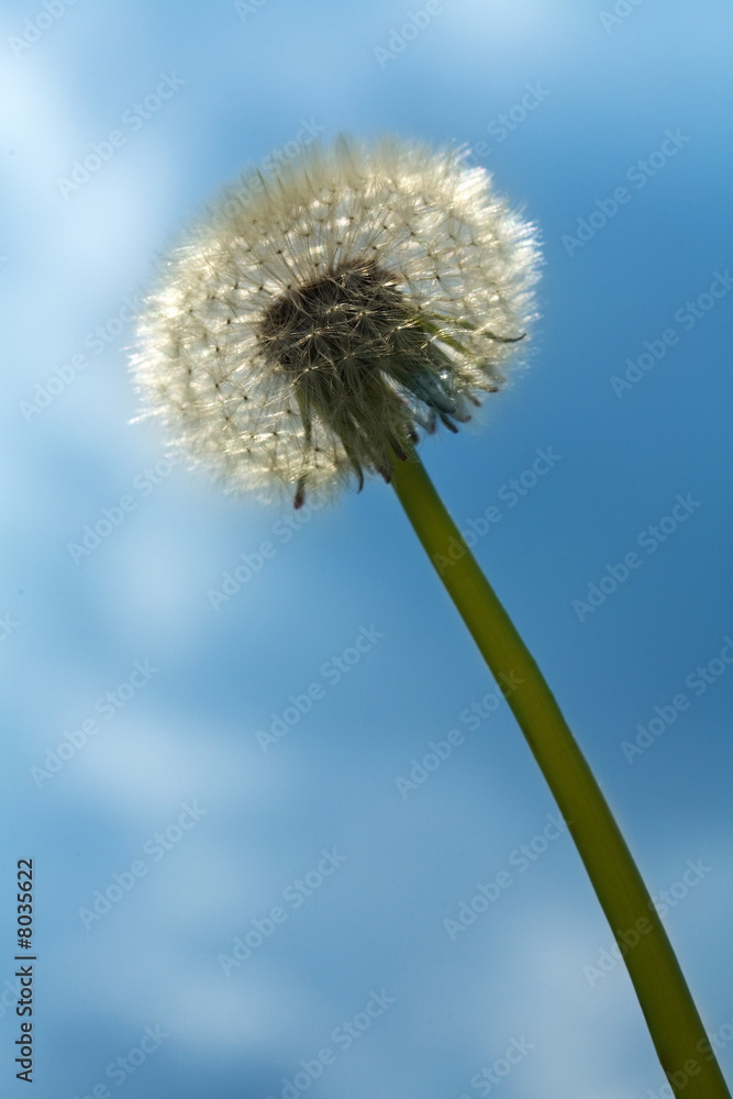 Dandelion on a background of the dark blue sky Dandelion on a background of the dark blue sky