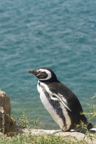 Magellan Pinguin, Halbinsel Valdes, Argentinien photo