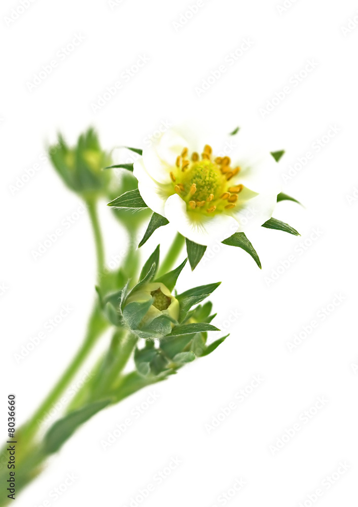 Erdbeerzeit 4 Erdbeerzeit 4