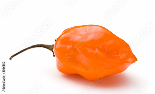 Orange Habanero Hot Chili Pepper