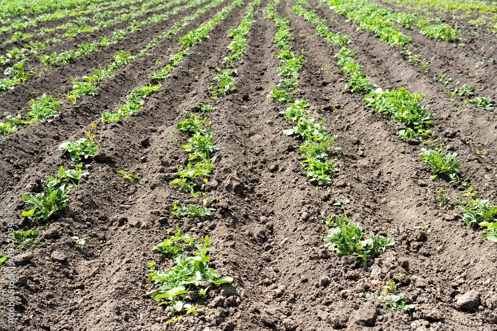 Arable land Arable land