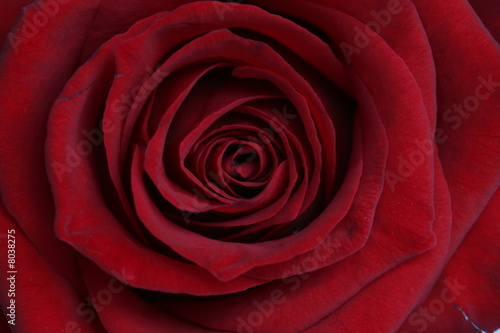 macro of the center of a rose