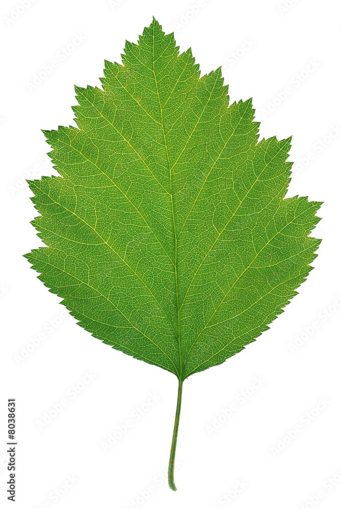 Fototapeta premium Green_leaf3