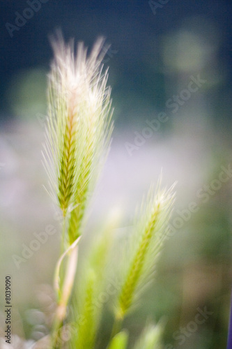bright green wheat backlight sun