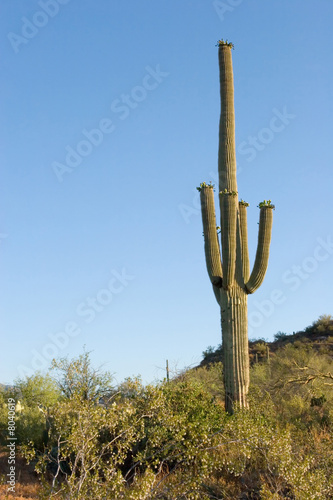 Saguaro cactus in Sonoma Desert