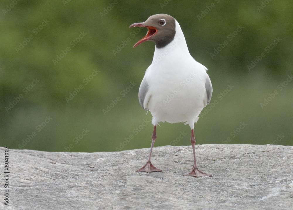 Fototapeta premium Black-headed Gull. 