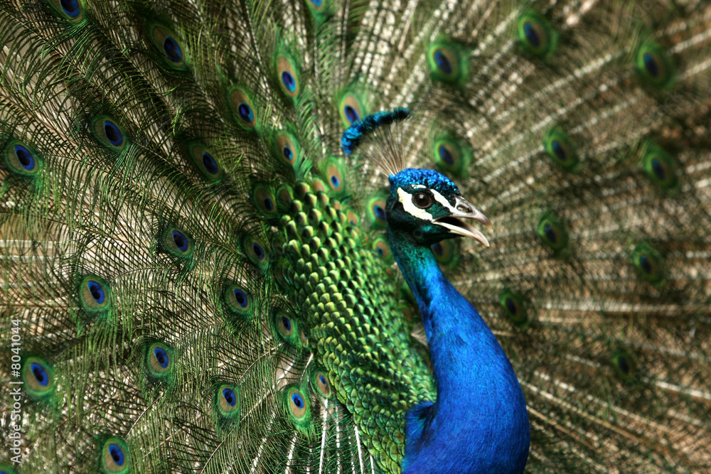 Fototapeta premium Pfau