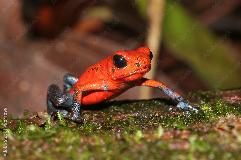 Fototapeta premium Erdbeerfrosch