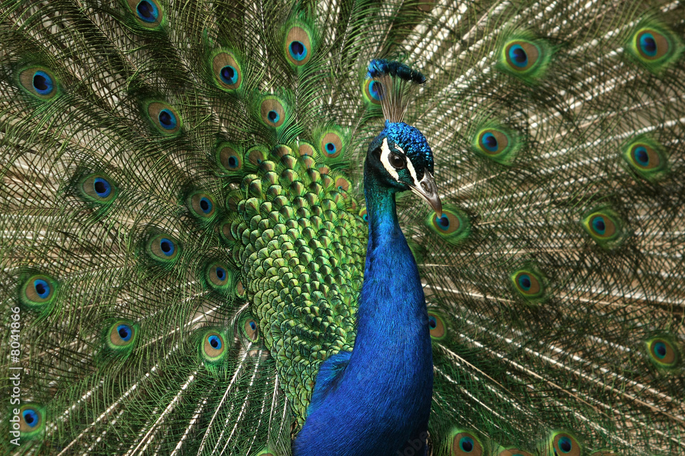 Obraz premium Pfau