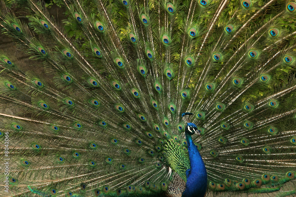 Naklejka premium Pfau