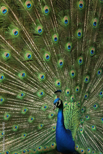Pfau