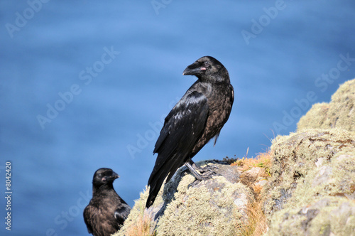 rookerie