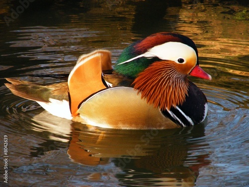 Mandarinente