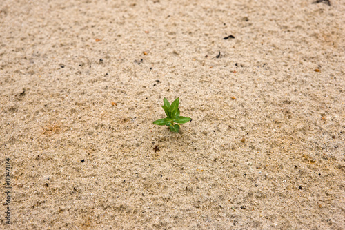New life