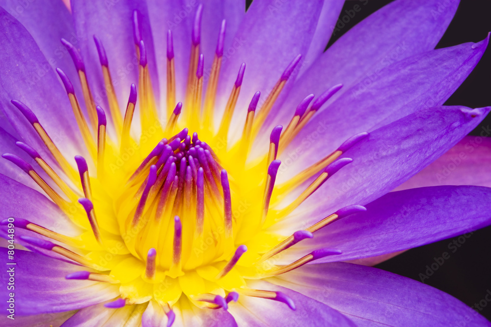 water lily closeup water lily closeup