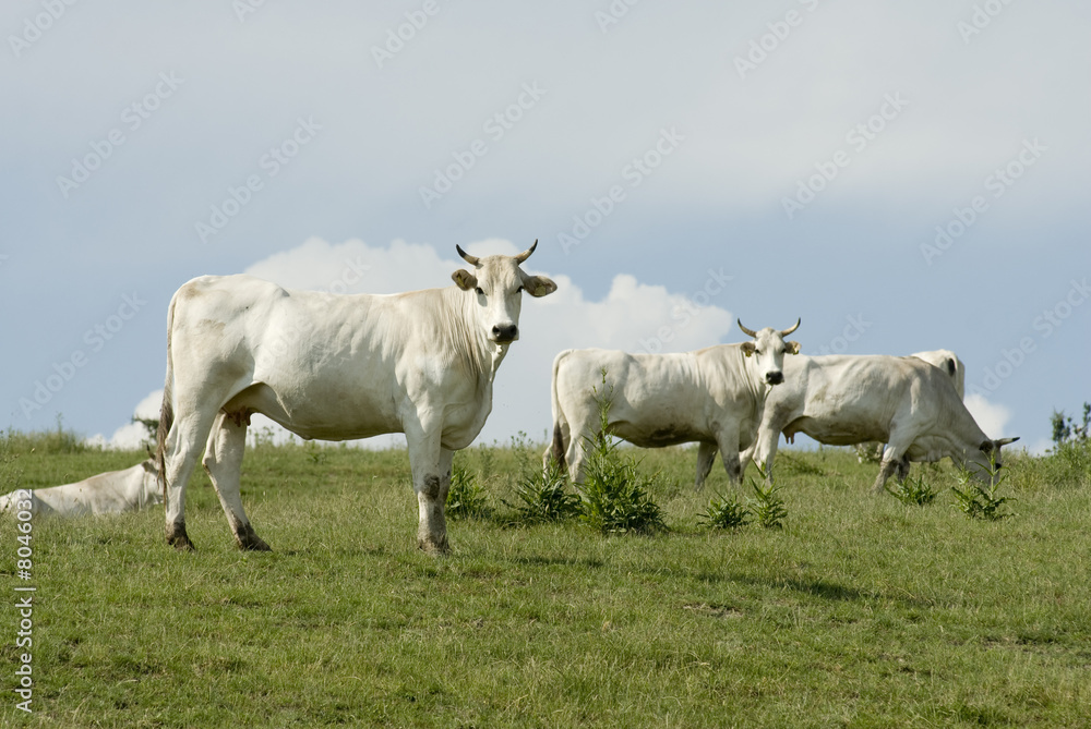 Cows out to pasture
