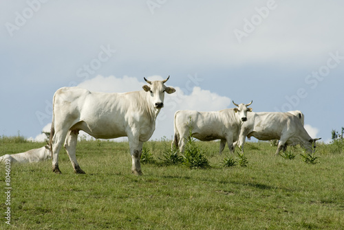 Cows out to pasture