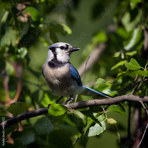 Blue Jay perched in a tree.