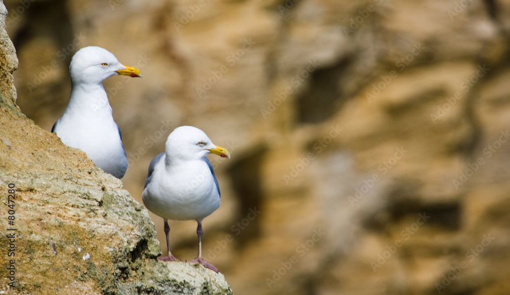 Obraz premium mouettes 02