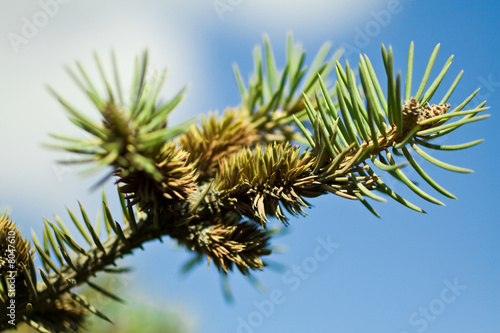 pinetree blooming 2 © Morgenstjerne