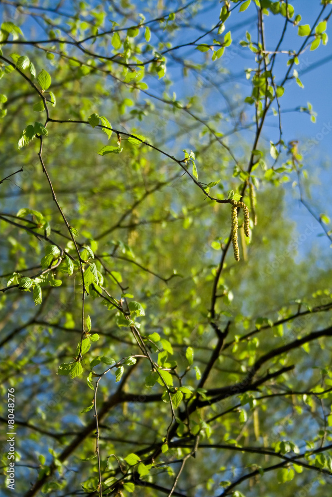 white birch 2