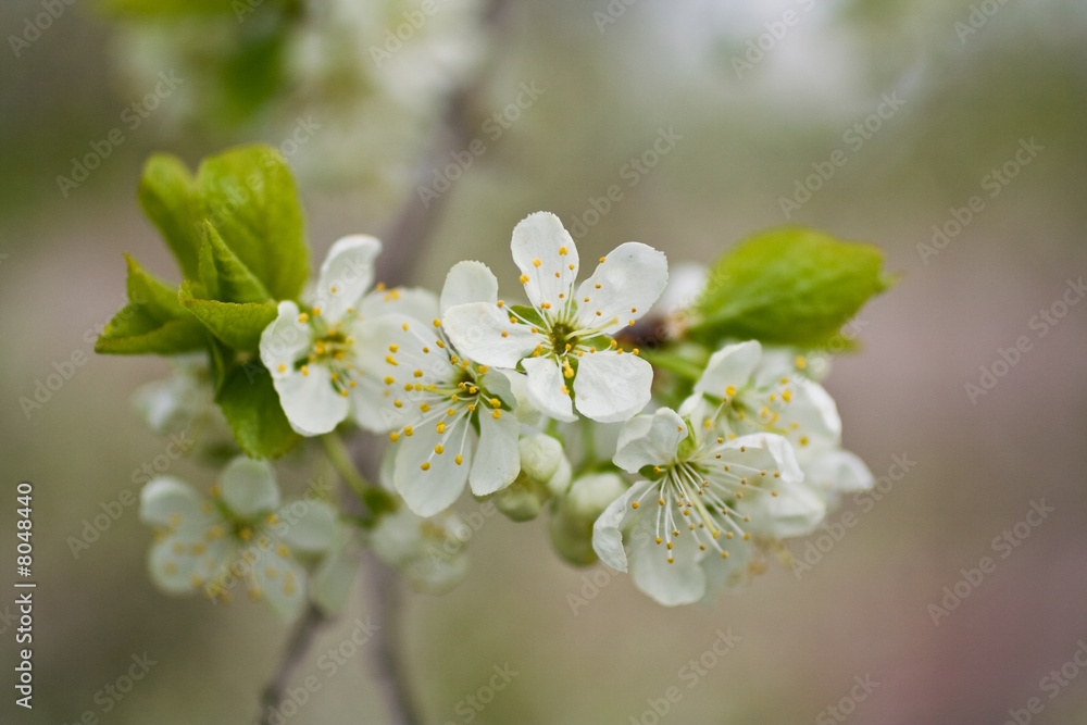 apple-tree blossom 2