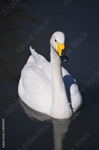 Swimming Swan