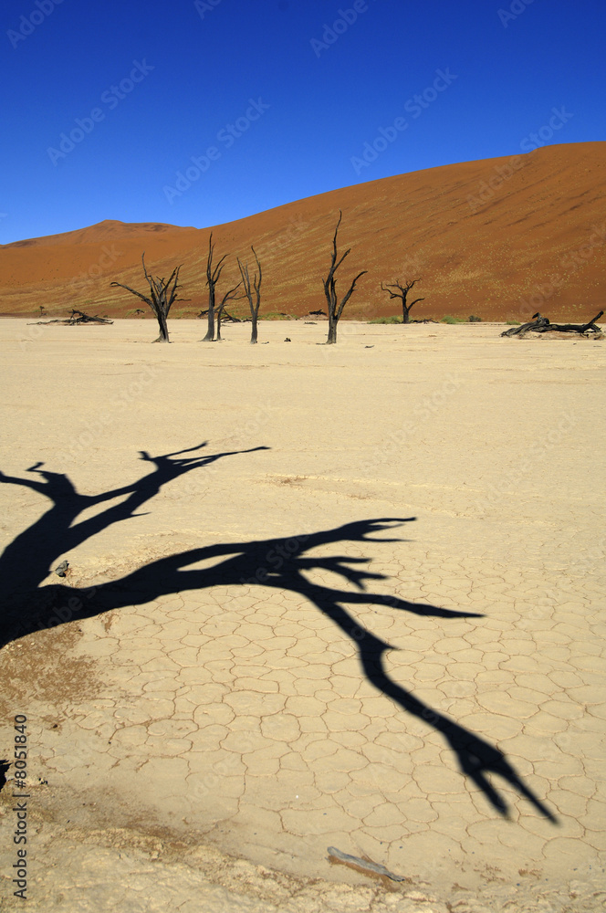 A sand dune in the desert, Namibia, Africa