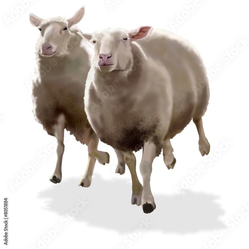 pecore in corsa photo