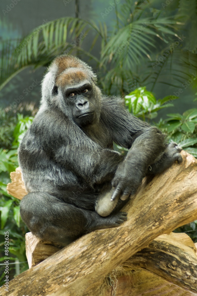 Obraz premium Thoughtful Western Lowland Gorilla