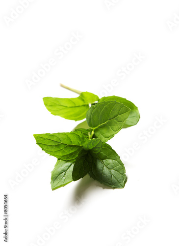 Green fresh mint leaves on white